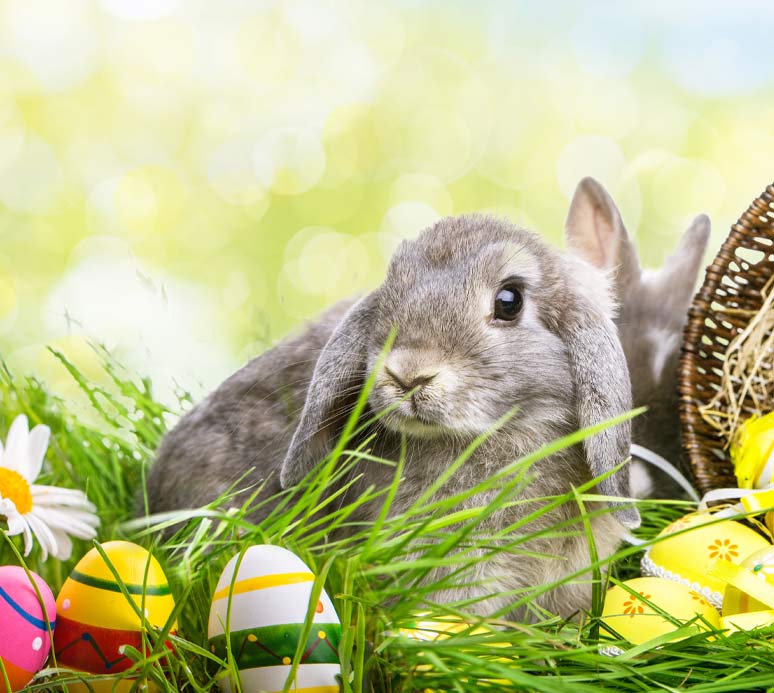 Ostern Privathotels Dr. Lohbeck